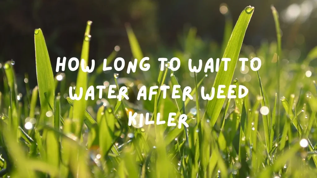 How Long To Wait To Water After Weed Killer