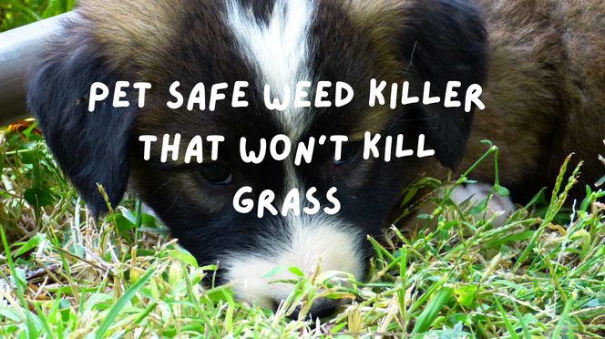 Pet Safe Weed Killer That Won't Kill Grass