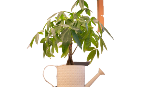 lawn fertilizer for summer