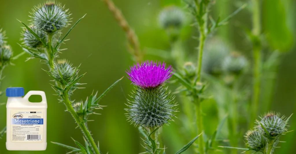 liquid harvest mesotrione herbicide