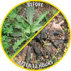 rm18 weed killer results