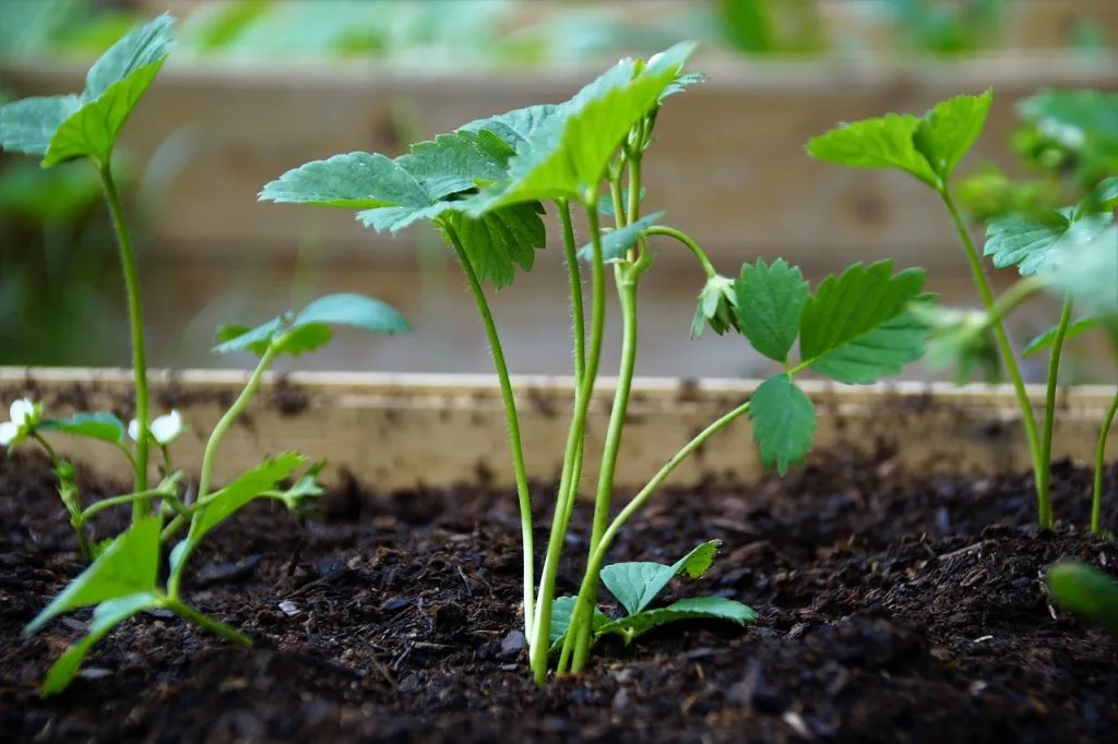weed killer for flower beds
