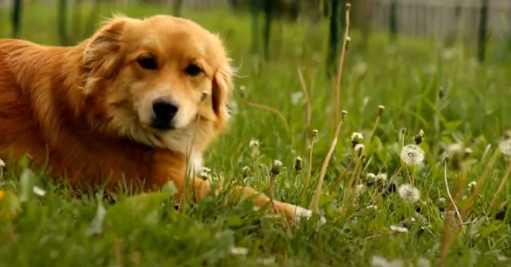 Pet Safe Weed Killer That Won't Kill Grass