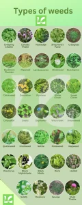 Types of weeds in grass