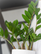 ZZ plant • indoor plant • best indoor plant • zz indoor plant