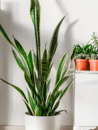 snake plant • indoor plant • best indoor plant