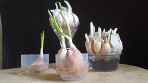 Plants You Can Grow in Water Garlic