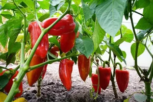 plants that grow in water without soil Peppers