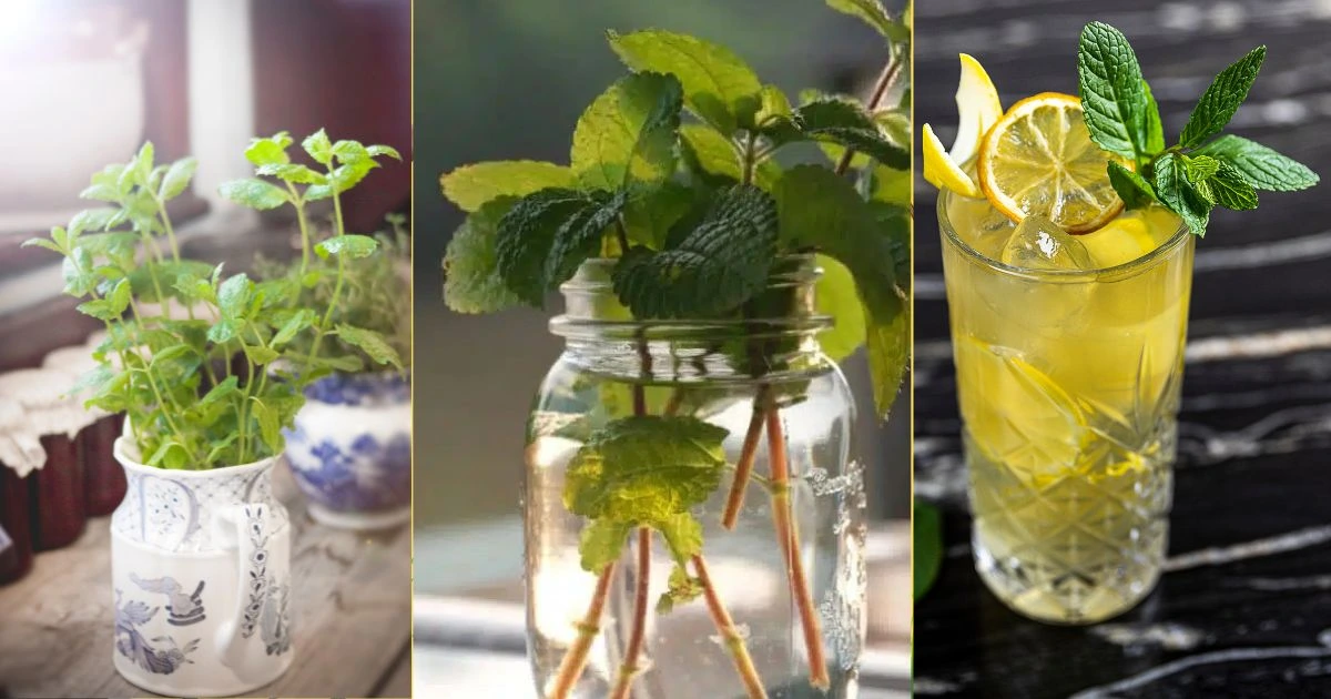 Plants You Can Grow in Water Mint