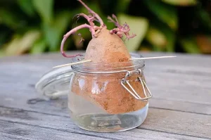 Plants You Can Grow in Water sweet Potatoes