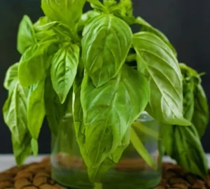 Plants that grow in water Basil