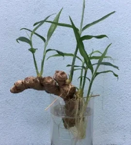 Plants that grow in water Ginger