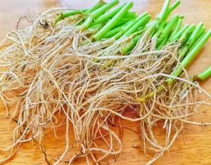 Plants that grow in water Spinach