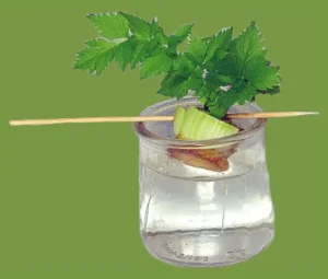 outdoor plants that grow in water Celery