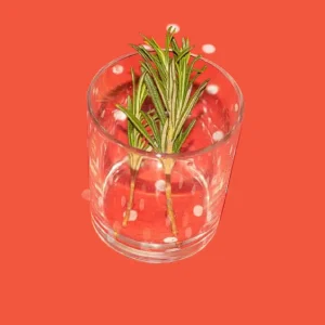 plants that grow in water without soil Rosemary