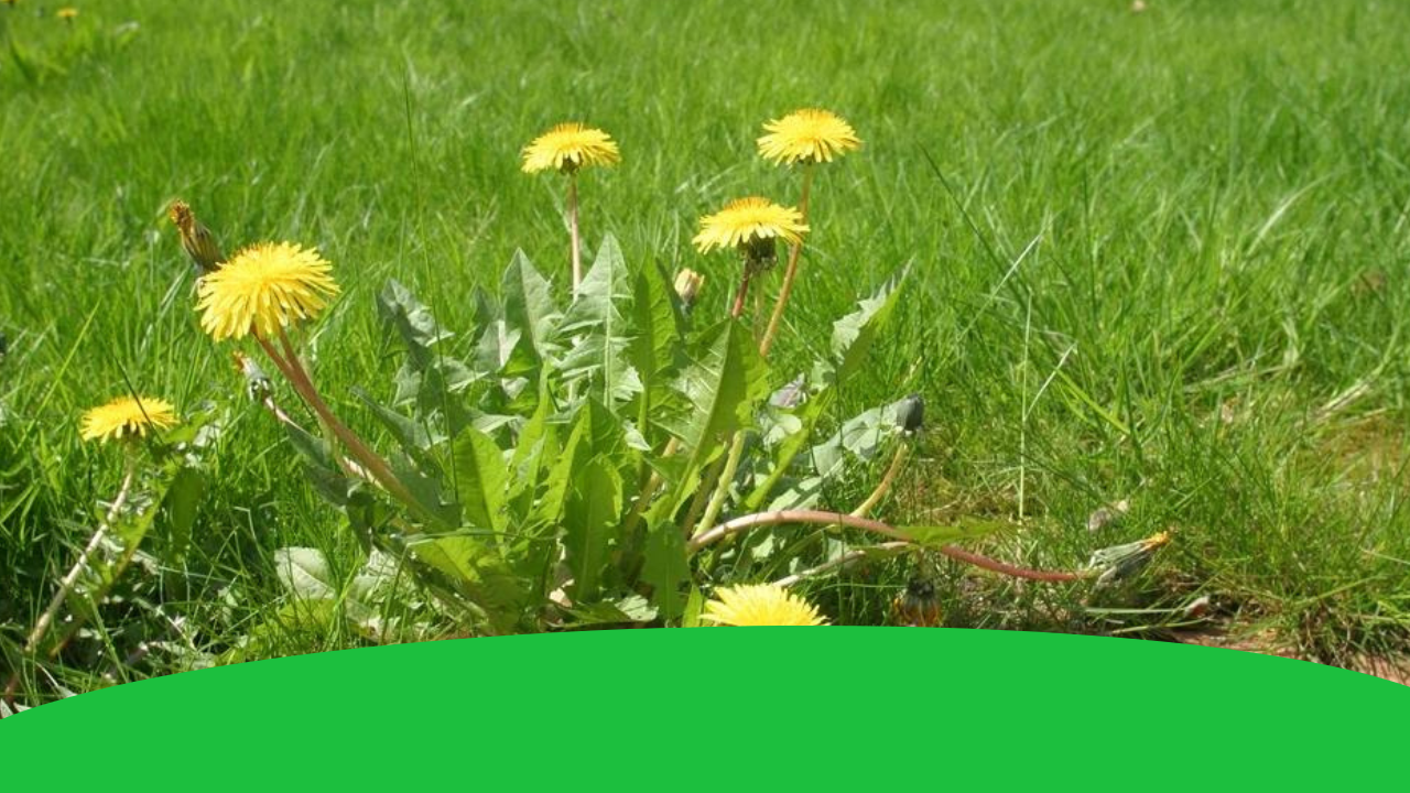 Best Dandelion Killers and best weed killer for large areas
