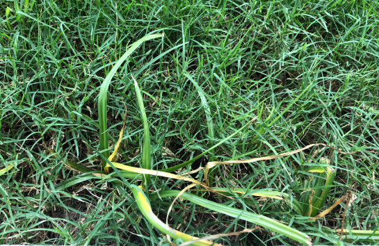 Sedgehammer Herbicide