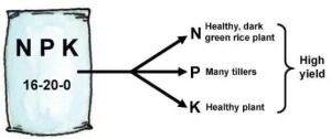 NPK  • how to use lawn fertilizer calculator •  arrow pointing to a healthy, dark green rice plant  • arrow pointing many tillers • arrow pointing to healthy plant • Nitrogen (N) • Phosphorus (P) • Potassium (K)