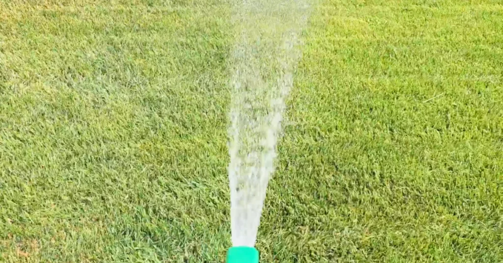 best lawn fertilizer for summer