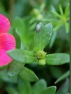 Annual Weeds • Purslane • Portulaca oleracea • types of weeds in grass • weeds in grass • weed types in lawn • Annual Weeds common in United state (US), canada, Australia • lawn weed killer • grass killer • lawn weeds • weeds in lawn • lawnweeds