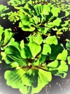 image of Water lettuce weed