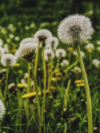 Broadleaf Weeds • Dandelion • Taraxacum officinale • types of weeds in grass • weeds in grass • weed types in lawn • Dandelion common in United States, Canada, Europe • Chickweed common in United States, United Kingdom • Plantain common in United state (US) and canada • lawn weed killer • grass killer • lawn weeds • weeds in lawn