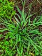 Grassy weed • Crabgrass • Digitaria spp • types of weeds in grass • weeds in grass • weed types in lawn • Crabgrass most common in United States • Quackgrass common in Canada, United States • Bermuda Grass common in United States, Australia • lawn weed killer • grass killer • lawn weeds • weeds in lawn