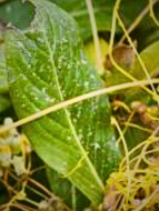 Parasitic Weeds • Dodder • Cuscuta spp • types of weeds in grass • weeds in grass • weed types in lawn • Parasitic weed common in India • Parasitic weed common in United state (US) • lawn weed killer • grass killer • lawn weeds • weeds in lawn