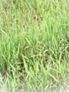 Perennial Weeds • Quackgrass • Elymus repens • types of weeds in grass • weeds in grass • weed types in lawn • Quackgrass (Elymus repens) common in United state (USA) and canada • lawn weed killer • grass killer • lawn weeds • weeds in lawn