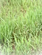 Perennial Weeds • Quackgrass • Elymus repens • types of weeds in grass • weeds in grass • weed types in lawn • Quackgrass (Elymus repens) common in United state (USA) and canada • lawn weed killer • grass killer • lawn weeds • weeds in lawn