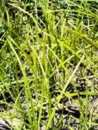 Sedge Weeds • Yellow Nutsedge • Cyperus esculentus • types of weeds in grass • weeds in grass • weed types in lawn • Nutsedge common in Australia • Purple Nutsedge common in united state and Africa • Yellow Nutsedge common in United state (US) and canada • lawn weed killer • grass killer • lawn weeds • weeds in lawn