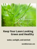 grass type weeds • lawn weed killer • grass killer • lawn weeds • weeds in lawn • keep grass looking green and healthy • water • sunlight • nutrient