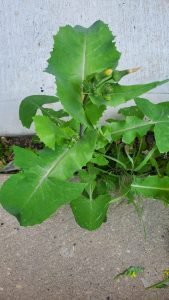 prickly lettuce • weed problem • lawn weeds • weeds in lawn • Wild lettuce • Tall lettuce • types of weed in lawn • common in America, Europe, Asia, and parts of Australia