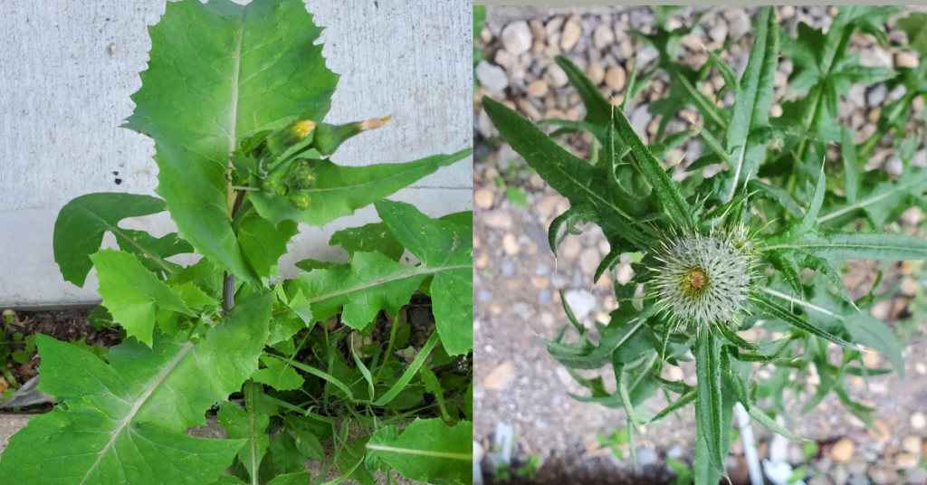 types of weeds in grass • common weeds in gravel • common weeds in lawn • easy lawn • lawn care guide • organic weed killer