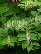 woody weed • Japanese Knotweed • Fallopia japonica • types of weeds in grass • weeds in grass • weed types in lawn • common woody weed in United Kingdom • common woody weed in United state (US) • lawn weed killer • grass killer