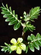 Goat head weeds in lawn Tribulus terrestris) Goathead weeds, also called puncture vines, have small yellow flowers and thorny seed pods