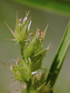 sandbur weed in lawn • sandspur • burr grass • burgrass • longspine • buffelgrass