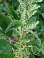 Spiny Amaranth • Thorny weeds • Lawn Weeds with Thorns • lawn weeds • weed control • type of weeds • identify lawn weed type • weeds identification by picture • lawn weeds • Amaranthus spinosus