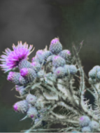 Thistle • lawn weeds with purple flowers • Thorny weeds • Lawn Weeds with Thorns • lawn weeds • weed control • type of weeds • lawn weeds identification • weeds identification by picture