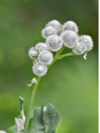 burdock weed • Thorny weeds • Lawn Weeds with Thorns • lawn weeds • weed control • type of weeds • lawn weeds identification • weeds identification by picture • lawn weeds