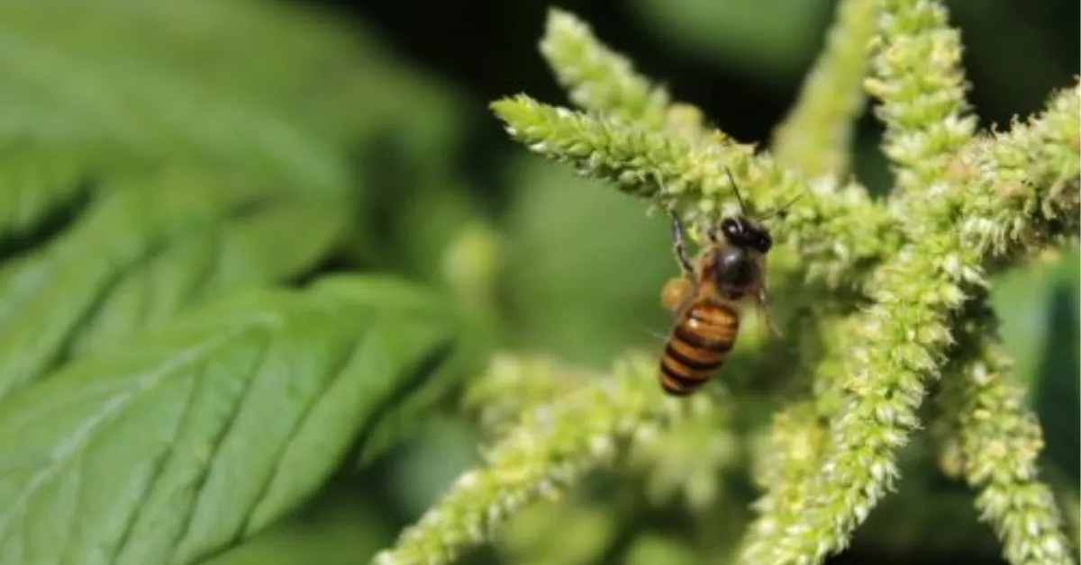 thorny weeds • Lawn Weeds with Thorns • lawn weeds picture