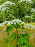 image of Invasive Weeds