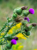 image of Noxious Weeds