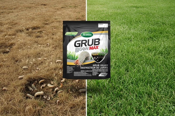 Scotts Grub B Gon Max before and after — dead lawn to green lawn